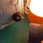 Smart NFC Bag Tag Trio Pack(Golu, Foxi, Leebit) + FREE Mobile Pouch Bag